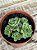 Aeonium greenovia dodrentalis (colônia) - Imagem 2