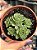 Aeonium greenovia dodrentalis (colônia) - Imagem 1