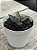 Adromischus marianae southclanwilliam - Imagem 2