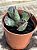 Adromischus cooperi (pata de tartaruga) - Imagem 3