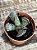 Adromischus cooperi (pata de tartaruga) - Imagem 2
