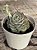 Echeveria cristal white - Imagem 3