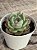 Echeveria mercury - Imagem 3