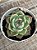 Echeveria mercury - Imagem 2
