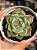 Echeveria mercury - Imagem 1