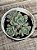 Echeveria halbingerii san Joaquim - Imagem 2