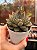 Echeveria ace of hearts (importada) - Imagem 2