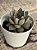 Echeveria ace of hearts (importada) - Imagem 3