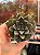 Echeveria ace of hearts (importada) - Imagem 1