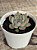 Echeveria parva x lindsayana - Imagem 3