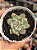 Echeveria parva x lindsayana - Imagem 1