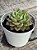 Echeveria tesla - Imagem 3
