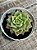 Echeveria tesla - Imagem 2
