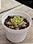 Echeveria tesla - Imagem 2