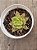 Echeveria tesla - Imagem 3