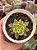 Echeveria tesla - Imagem 1