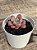 Echeveria polaris heart - Imagem 3