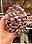 Echeveria polaris heart - Imagem 1