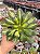 Aeonium lemon lime - Imagem 1