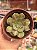 Aeonium lemon lime - Imagem 1