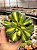 Aeonium lemon lime - Imagem 2