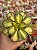 Aeonium lemon lime - Imagem 1