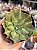 Aeonium lemon lime - Imagem 1