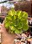Aeonium lemon lime - Imagem 1