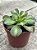Aeonium lemon lime - Imagem 2