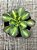 Aeonium lemon lime - Imagem 3