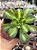 Aeonium lemon lime - Imagem 1