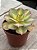 Aeonium lemon lime - Imagem 2