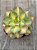 Aeonium lemon lime - Imagem 3