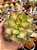 Aeonium lemon lime - Imagem 1