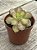 Aeonium lemon lime - Imagem 2