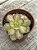 Aeonium lemon lime - Imagem 3