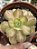 Aeonium lemon lime - Imagem 1