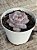 Echeveria orange monroe - Imagem 3