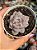 Echeveria orange monroe - Imagem 1