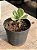 Senecio galpinii caudex - Imagem 2
