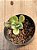 Senecio galpinii caudex - Imagem 3