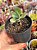 Senecio galpinii caudex - Imagem 1