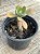 Senecio galpinii caudex - Imagem 3