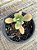 Senecio galpinii caudex - Imagem 2