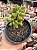 Crassula rogersii - Imagem 1