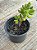 Crassula rogersii - Imagem 3