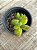 Crassula rogersii - Imagem 2