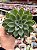 Echeveria Paula híbrida - Imagem 1