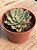 Echeveria Paula híbrida - Imagem 2