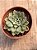 Echeveria Paula híbrida - Imagem 3